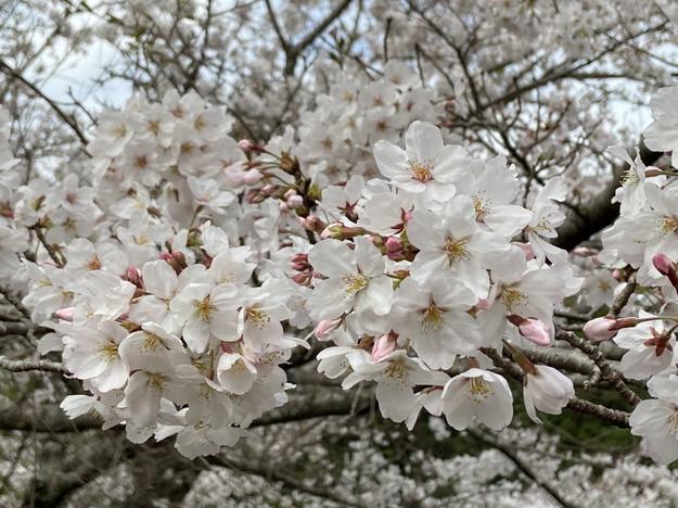 一社 島田市観光協会 公式 Jr金谷駅のすぐ南側にある 長光寺 周辺と 同じく Jr金谷駅 から徒歩約5分 350ｍ の場所にある かなや公園 島田市観光協会本部前 の桜も 現在とても綺麗に咲いています この時期限定の景色ですが 隙間時間ちょこっと