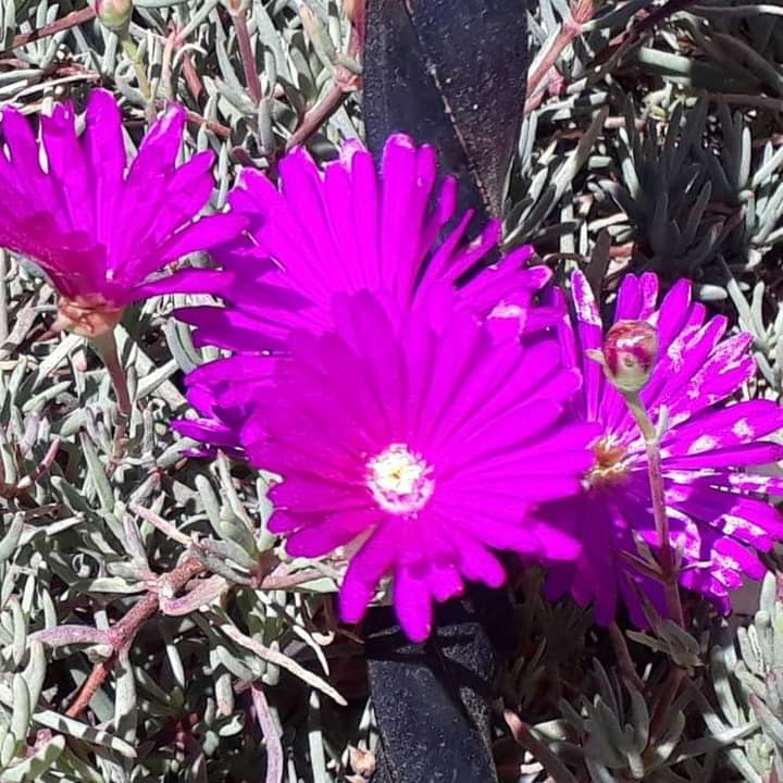 AssumptaFiguera's tweet photo. Flors de #Muntanya!
#Excursions #IgersLleida #AraLleida #Raconsde_Catalunya #Pyreenees #Flors #Colors #CatalunyaFoto #Pirineus #Catalunya #Natura #Caminades #Senderisme https://t.co/knRr9zh4Wd