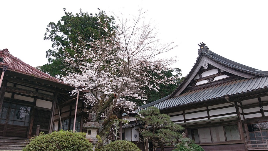 一社 島田市観光協会 公式 Jr金谷駅のすぐ南側にある 長光寺 周辺と 同じく Jr金谷駅 から徒歩約5分 350ｍ の場所にある かなや公園 島田市観光協会本部前 の桜も 現在とても綺麗に咲いています この時期限定の景色ですが 隙間時間ちょこっと