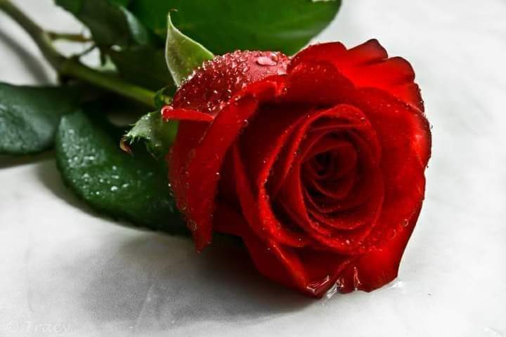 Sinanenay5's tweet photo. @Arzumm45 GÜNAYDIN https://t.co/CqQxlWAkVa