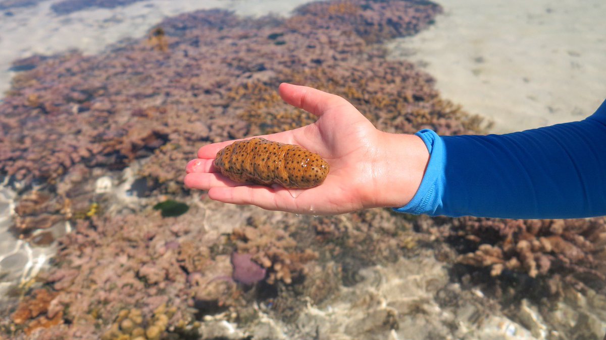 AmeliaDesbiens's tweet photo. Last day at HIRS called for a reef flat walk and some impromptu #invert ID. Can’t go past the OG #curryfish Stichopus hermanni - so cute! 🥰🥺 @kennylwolfe https://t.co/dkwXjmH3az