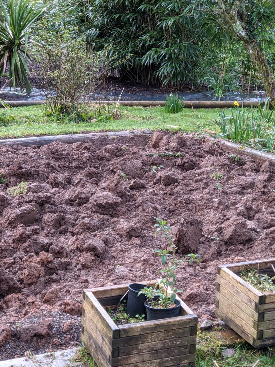 SoilVoices's tweet photo. Been watching this plot for a few weeks and think they are #doubledigging their #soil ... Who's a fan of #doubledig? @meadowmania @PippaGreenwood @TheMontyDon @Charlie_Dimmock @HughFW @AnneSwithinbank @BBCGQT #growyourown #VegetableGardening #allotment #gardening #GardenersWorld https://t.co/xqTEd52Xb2