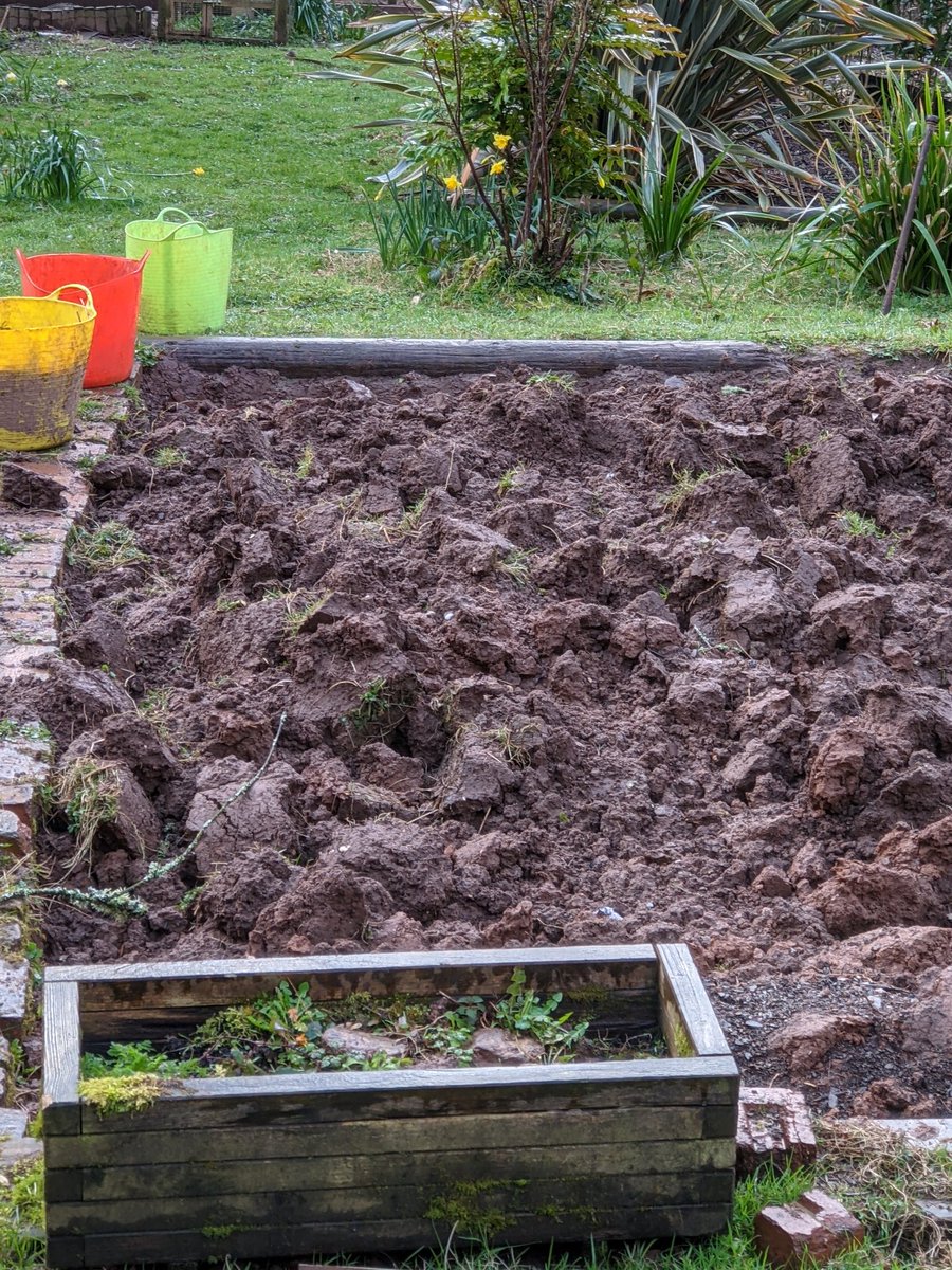 SoilVoices's tweet photo. Been watching this plot for a few weeks and think they are #doubledigging their #soil ... Who's a fan of #doubledig? @meadowmania @PippaGreenwood @TheMontyDon @Charlie_Dimmock @HughFW @AnneSwithinbank @BBCGQT #growyourown #VegetableGardening #allotment #gardening #GardenersWorld https://t.co/xqTEd52Xb2