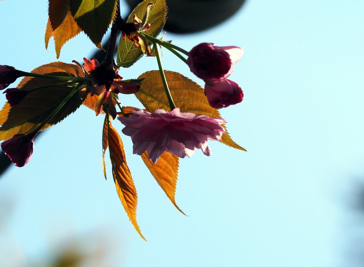 mudonnna's tweet photo. 庭の八重桜 開花 https://t.co/mQIYYtgmqX