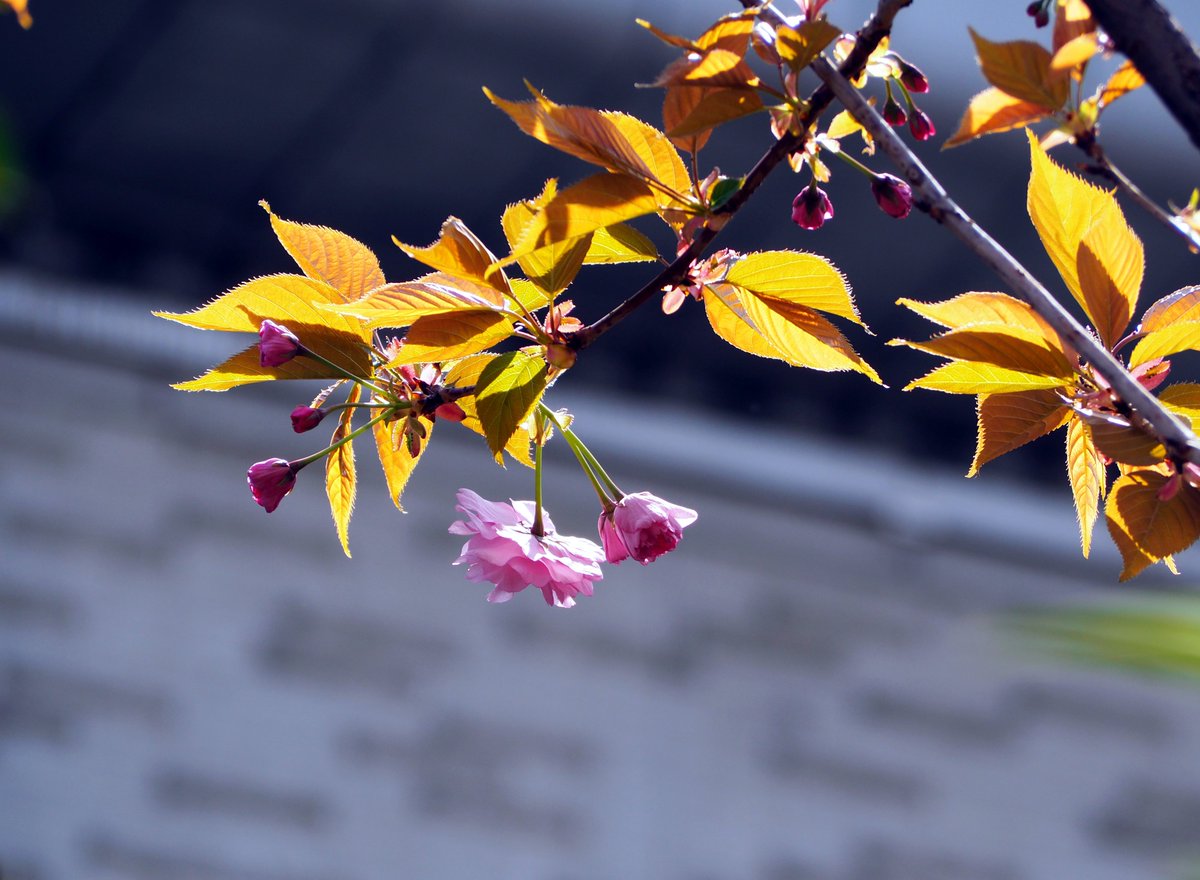 mudonnna's tweet photo. 庭の八重桜 開花 https://t.co/mQIYYtgmqX
