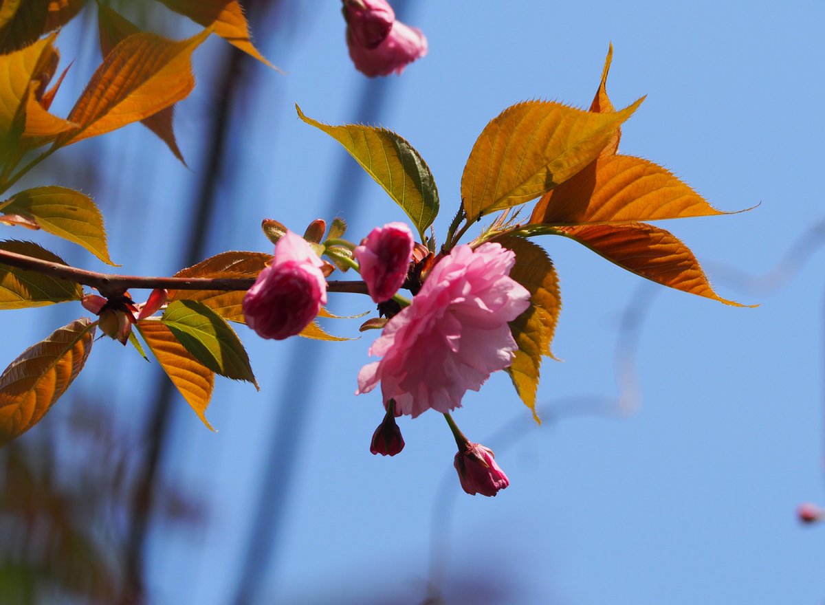 mudonnna's tweet photo. 庭の八重桜 開花 https://t.co/mQIYYtgmqX