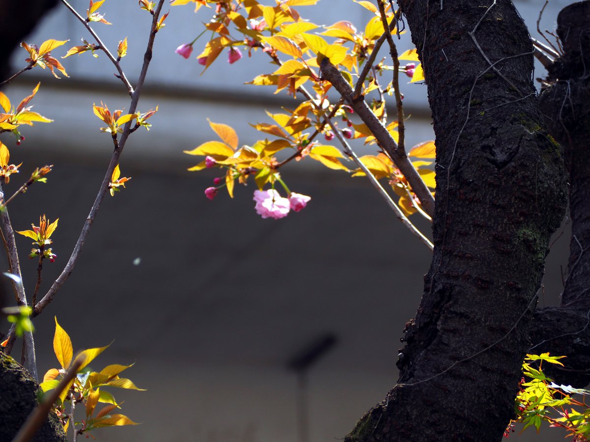 mudonnna's tweet photo. 庭の八重桜 開花 https://t.co/mQIYYtgmqX