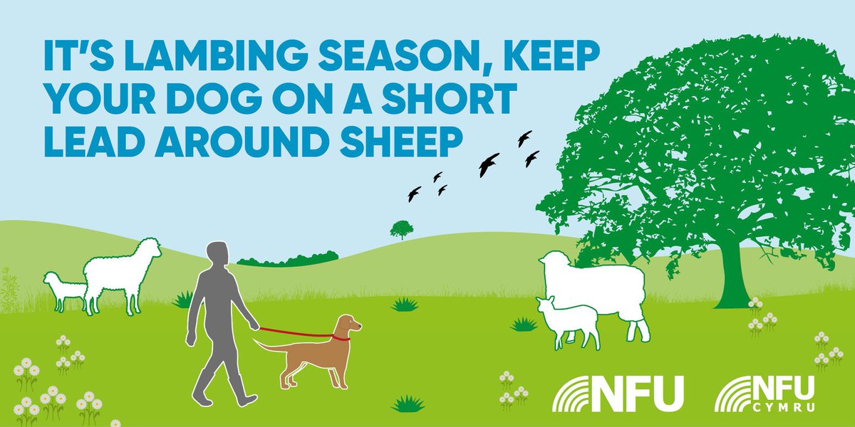 It’s estimated 15,000 sheep per year are killed by loose dogs.