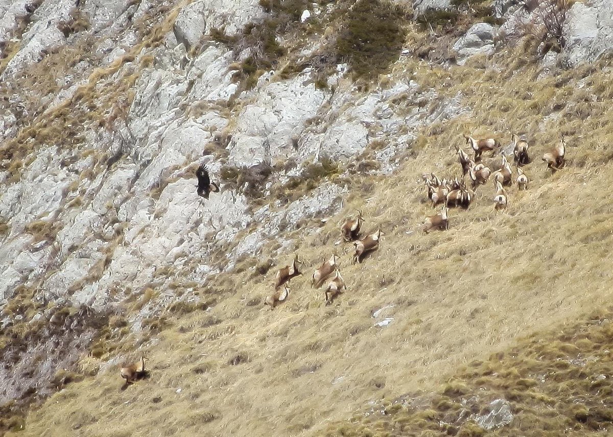 laquilarinasce's tweet photo. Massiccio del #GranSassodItalia, #MonteCorvo: #aquilareale in attacco sui #camosci (#Marzo, 2021) #LAquila #Abruzzo 
#GranSasso #Appennini  #ValledelChiarino #parconazionale #wildlife #wildlifephotography https://t.co/xjPi3iq2GL