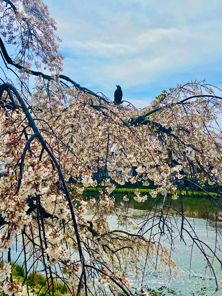 Cherry blossom in the neighbourhood, it’s a fine day here in #Kyoto #Japan.  Surrounded by sakura, is to be surrounded with love.  

桜に囲まれるのは、愛に囲まれているよう。

#BlossomWatch #flowers #さくらの日  #sakura  #cherryblossom #today #neighborhood #love #peaceful