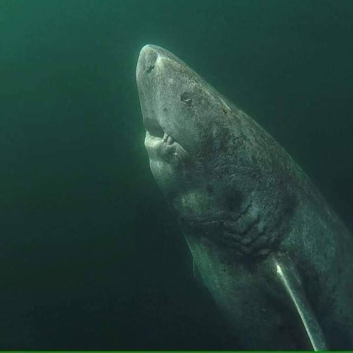 Mehdiyac's tweet photo. This is a 393-years old Greenland Shark that was located in the Arctic Ocean.

It has been swimming in the ocean since 1627. It was born before Isaac Newton.

It is the oldest living vertebrate known on the planet. https://t.co/U2IoRAY5T9
