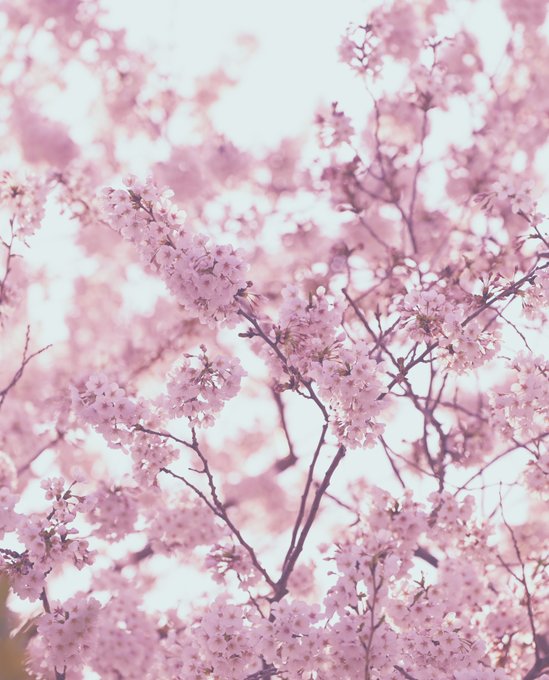 桜🌸🌸🌸を綺麗に撮りたくてあーだこうだしてみてた、少しは桜っぽくなったかなぁ🙏🥺🙏🥺🙏🥺🌸🌸🌸🌸 
