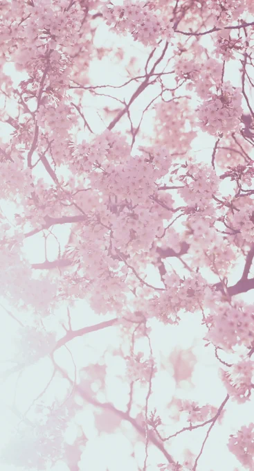 桜🌸🌸🌸を綺麗に撮りたくてあーだこうだしてみてた、少しは桜っぽくなったかなぁ🙏🥺🙏🥺🙏🥺🌸🌸🌸🌸 