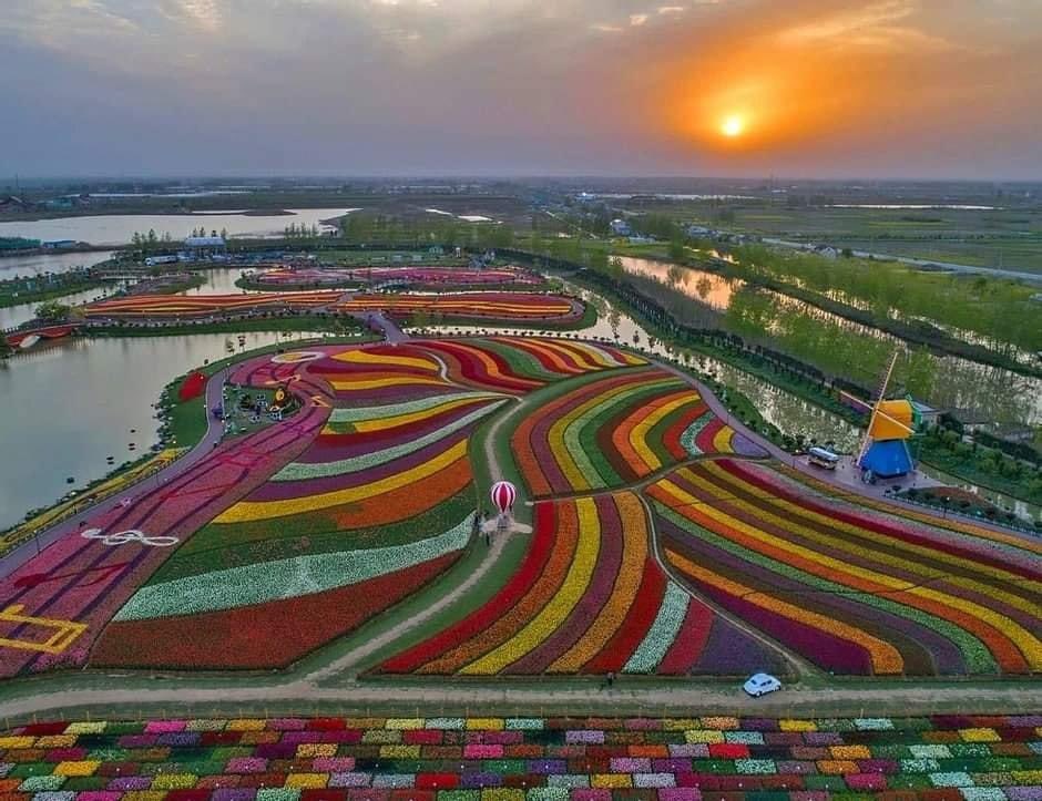 The Holland sea of flowers in full bloom. Over 30 million tulips.