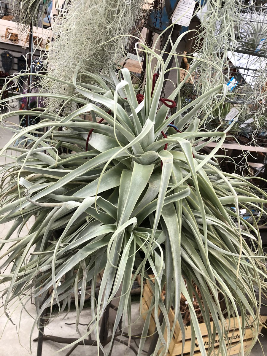 大きい Twitter Search