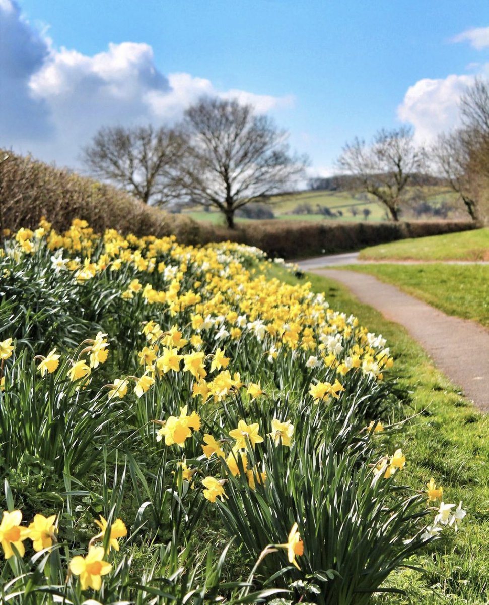 Morning. Just wanted to say a big, hello to you if you’ve just started following, or if you’ve been here for some time, or any time in between that! 😂 Kicking off the #weekend with this gorgeous shot of the daffs putting on a show, by Debi Ann Moss. Have a lovely one. #somerset