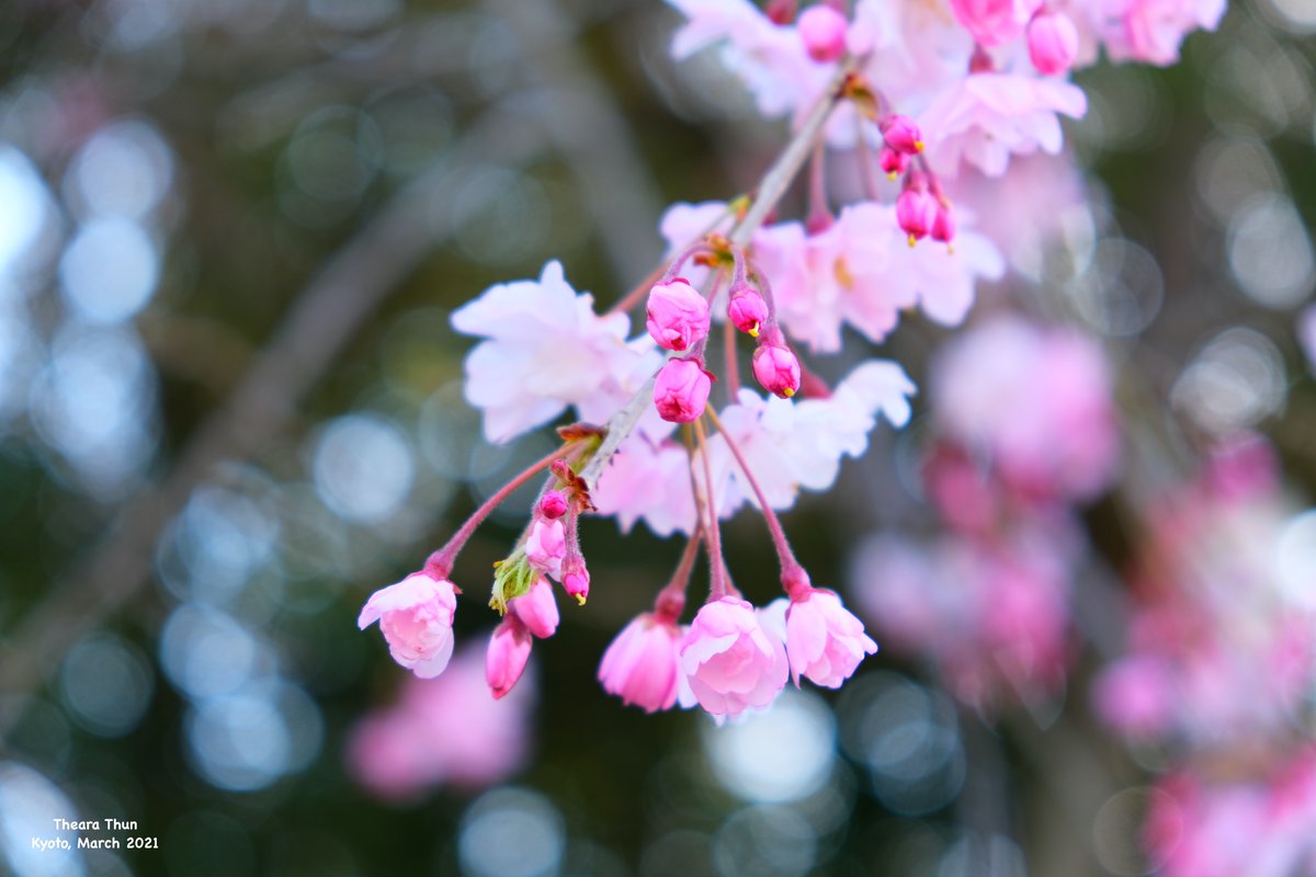 Theara_Thun's tweet photo. Beautiful sunny day 
#KyotoSpring https://t.co/cBuNXSAUbO