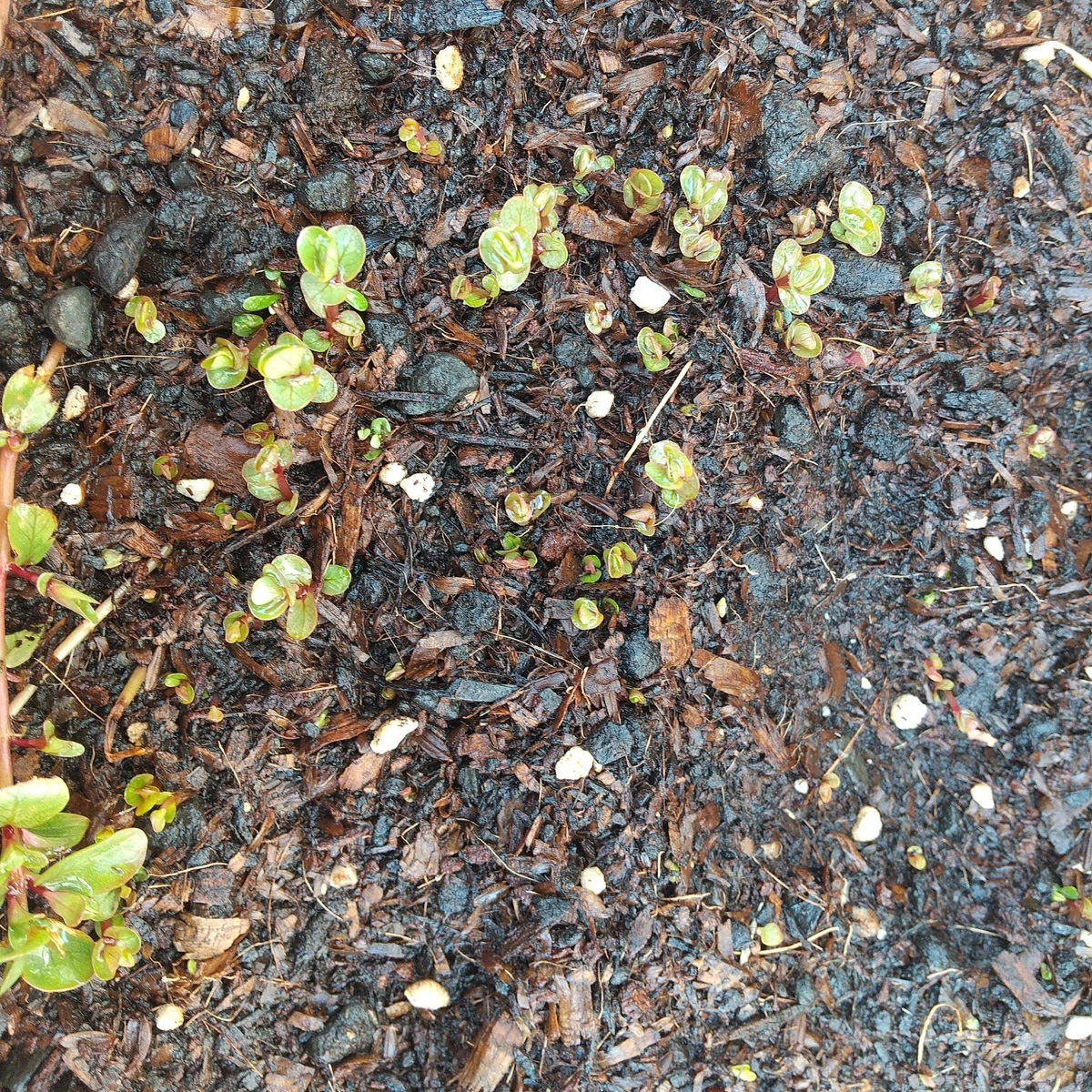 アクアリーフ 外で放置してたロタラインディカ の水上葉 冬を乗り越えたくさん芽吹いてきました