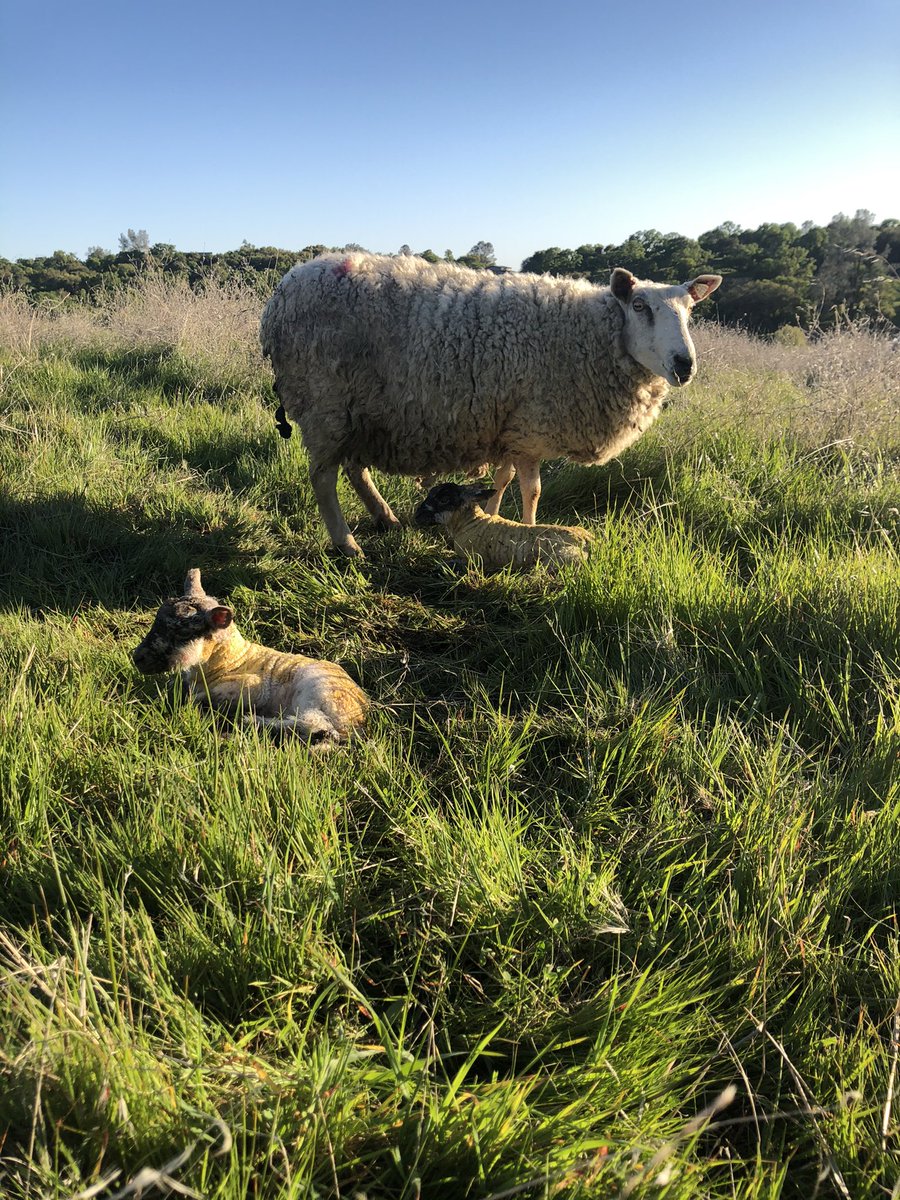 flyingmulefarm's tweet photo. Rangelands are a land type, not a land use (contrary to some comments this week)! And they provide multiple benefits - food, fiber, recreation, beauty! The most underrated and undervalued ecosystems! #rangelands365 #sustainability @rangelands https://t.co/DXUOydkLcJ
