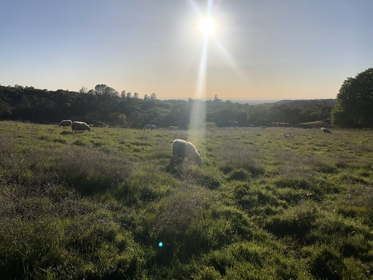 flyingmulefarm's tweet photo. Rangelands are a land type, not a land use (contrary to some comments this week)! And they provide multiple benefits - food, fiber, recreation, beauty! The most underrated and undervalued ecosystems! #rangelands365 #sustainability @rangelands https://t.co/DXUOydkLcJ