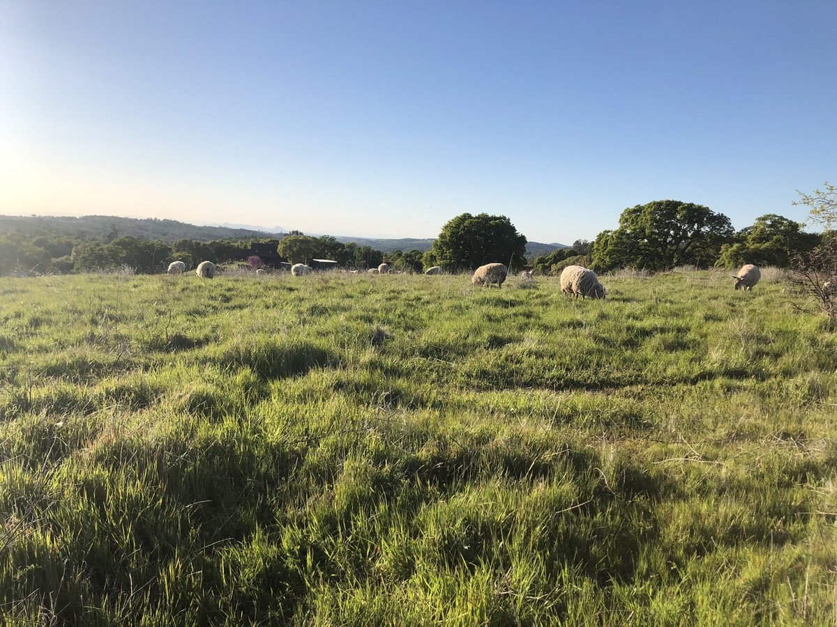 flyingmulefarm's tweet photo. Rangelands are a land type, not a land use (contrary to some comments this week)! And they provide multiple benefits - food, fiber, recreation, beauty! The most underrated and undervalued ecosystems! #rangelands365 #sustainability @rangelands https://t.co/DXUOydkLcJ