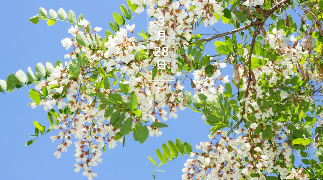 暦生活 こよみせいかつ 花の日めくり 誕生花 今日の花はニセアカシア 花言葉は 優雅 です 5 6月 蝶の形の白い小花をたくさん咲かせます 花は香り高く 上質な蜂蜜が採れるほかお酒にも 和名はハリエンジュ 針槐 暦図鑑 暦生活 暦生活 こよみせいかつ 花の日めくり 誕生花 今日の花はニセアカシア 花言葉は 優雅 です 5 6月 蝶の形の白い小花をたくさん咲かせます 花は香り高く 上質な蜂蜜が採れるほかお酒にも 和名はハリエンジュ 針槐 暦図鑑 暦生活