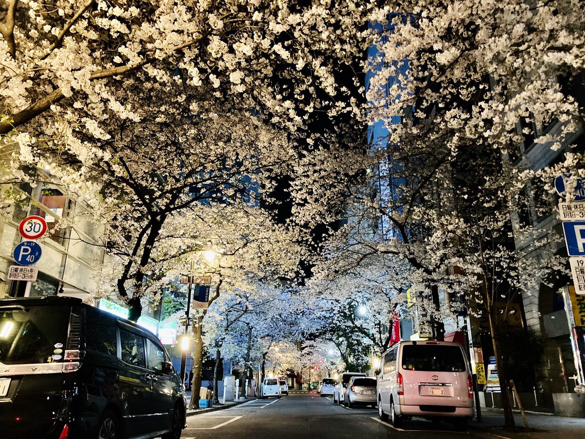 mats_K's tweet photo. East Asia, Japan, Tokyo
Midnight Tokyo Station and cherry blossom street near the station. It’s the best season for 花見 (cherry-blossom viewing) !
* Please write "mats_k" (the username in the livestream chat) on the wooden board if the photos are selected.
#HaatoWWTourGuide https://t.co/0cMQvuAOUt