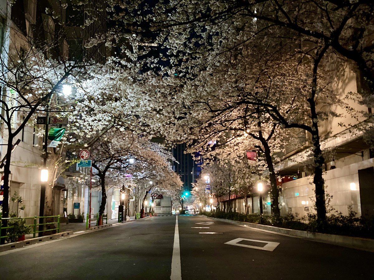 mats_K's tweet photo. East Asia, Japan, Tokyo
Midnight Tokyo Station and cherry blossom street near the station. It’s the best season for 花見 (cherry-blossom viewing) !
* Please write "mats_k" (the username in the livestream chat) on the wooden board if the photos are selected.
#HaatoWWTourGuide https://t.co/0cMQvuAOUt