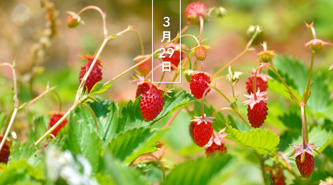 暦生活 こよみせいかつ 花の日めくり 誕生花 今日の花はワイルドストロベリー 花言葉は 幸せな家庭 です ユーラシア大陸原産の野イチゴ 4 6月に小さな白い花をつけ 果実は芳香を放ちます 日本でもエゾヘビイチゴ 蝦夷蛇苺 などが自生し