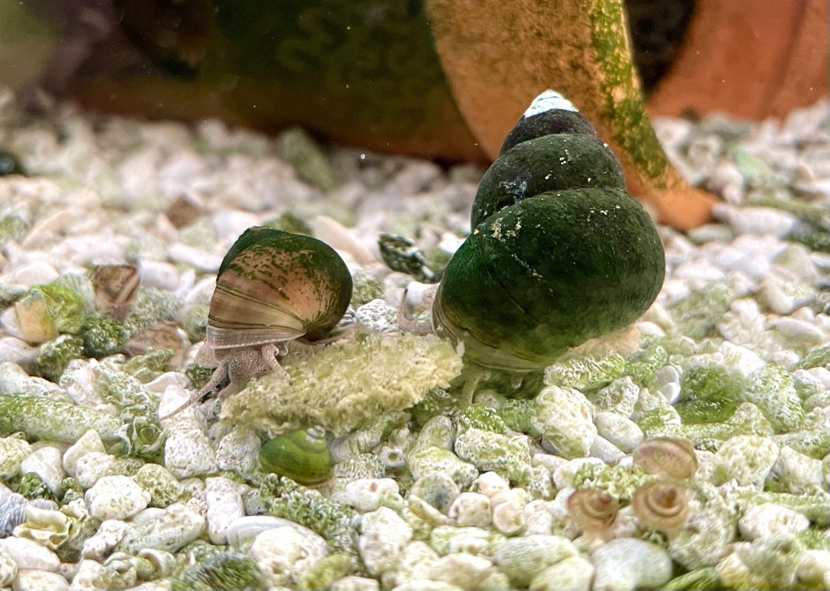 るけ氏タニシ飼育日記