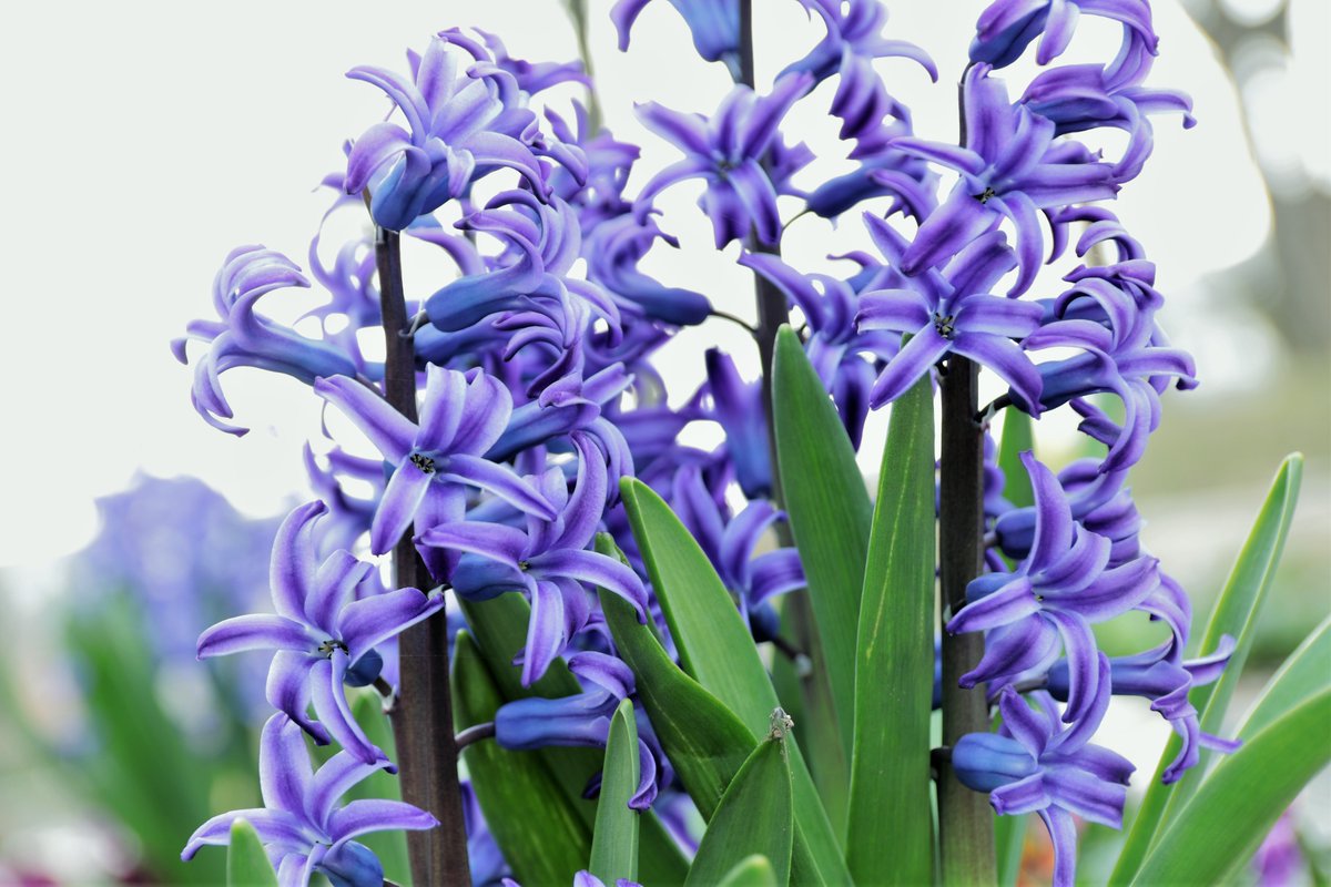 こころ S Tweet 本日 ３月２７日の誕生花は ヒアシンスでございますね 花言葉は スポーツ でございます Trendsmap