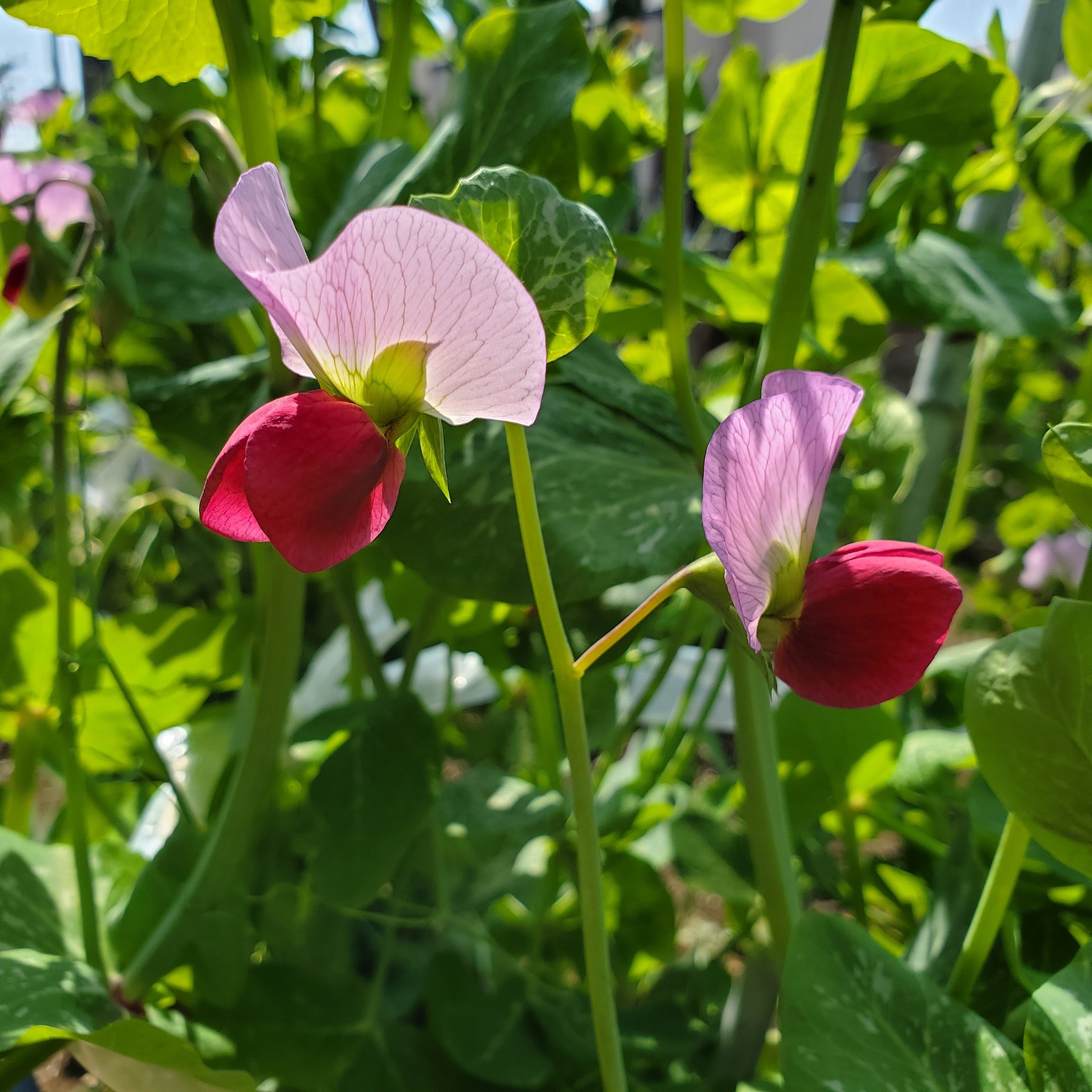梅干小僧 何の花だろうと思ったら サヤエンドウの花とのこと サヤエンドウ さやえんどう えんどう エンドウ えんどう豆 エンドウ豆 野菜 花 T Co 6dvarobrly Twitter