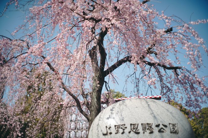 しだれ桜のtwitterイラスト検索結果