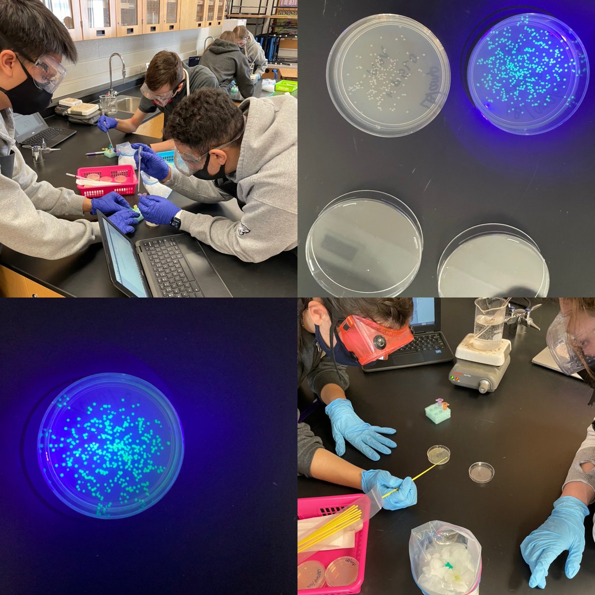 Paula Singh (@pborrellisingh) on Twitter photo Amazing #pGLO results! <a href="/BioRadEducation/">Bio-Rad Explorer</a> thank you for this amazing application of #genetic #tech ! My fantastic biology students were so engaged! ❤️🧫🧬 ... I was low key more excited than they were 😬🤫😄 Amazing #pGLO results! <a href="/BioRadEducation/">Bio-Rad Explorer</a> thank you for this amazing application of #genetic #tech ! My fantastic biology students were so engaged! ❤️🧫🧬 ... I was low key more excited than they were 😬🤫😄