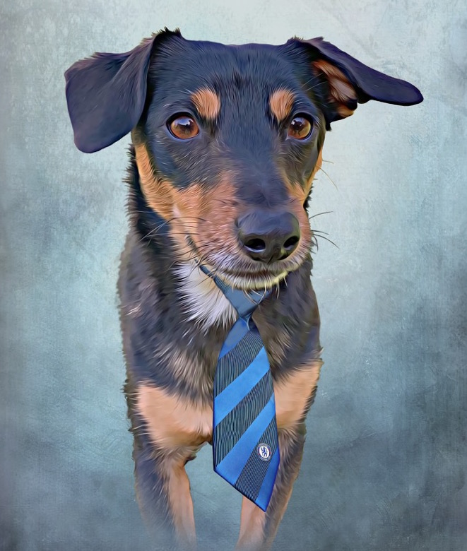 RoyalCatsDogs's tweet photo. I'm trying to decide which one looks better, tie or bow tie. Any suggestions? @TheGoodDogGuide  @Chelseaukclub https://t.co/MEWmQPKRK2