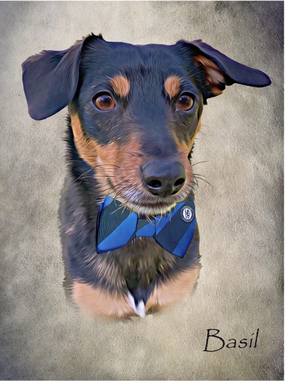 I'm trying to decide which one looks better, tie or bow tie. Any suggestions? <a href="/TheGoodDogGuide/">The Good Dog Guide</a>  <a href="/Chelseaukclub/">Chelsea Football Club</a>