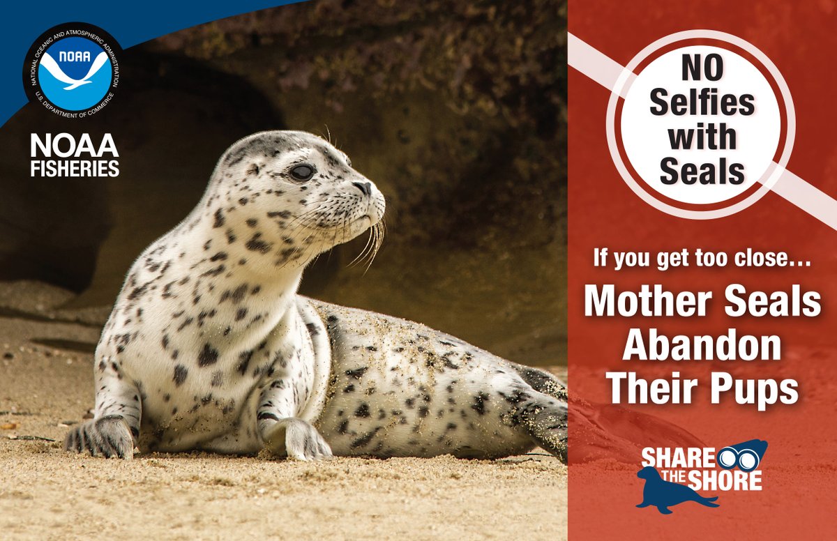 NOAAFish_WCRO's tweet photo. Attention all beachgoers of California!
Please help us spread the word. It is pupping season. #Seals and sea lions are staying on beaches for extended periods of time to raise their newborn babies.
#SharetheShore #KeepWildWild #ChildrensPool https://t.co/XpKNV1LWa8