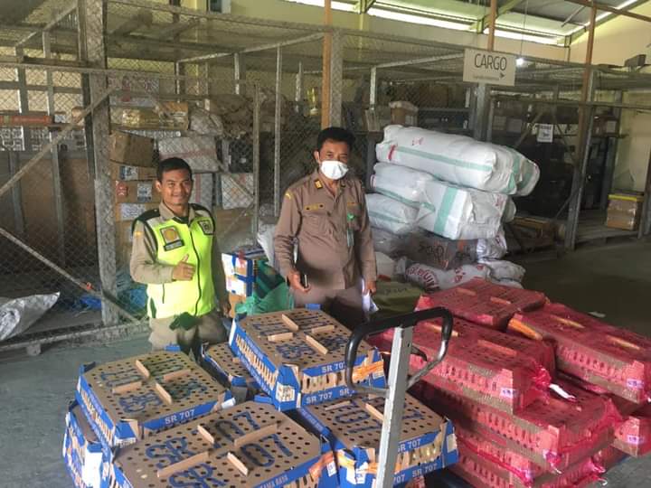 karantina_PBD's tweet photo. Sabtu ceria, tetap stay di Cargo bandara DEO Sorong melakukan pengawasan terhadap lalulintas Media Pembawa HPHK/OPTK.

#patuhkarantina
#karantinapertaniansorong https://t.co/FCPKN7hB5E