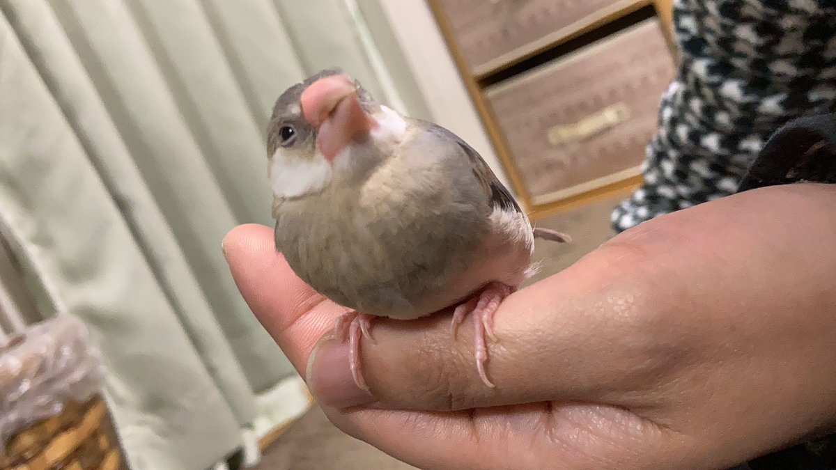 WD80940512's tweet photo. 桜文鳥飼った！
名前:むぎ 性別:不明(成長するにつれて分かります) 生後2ヶ月 https://t.co/jvTf8rvS99