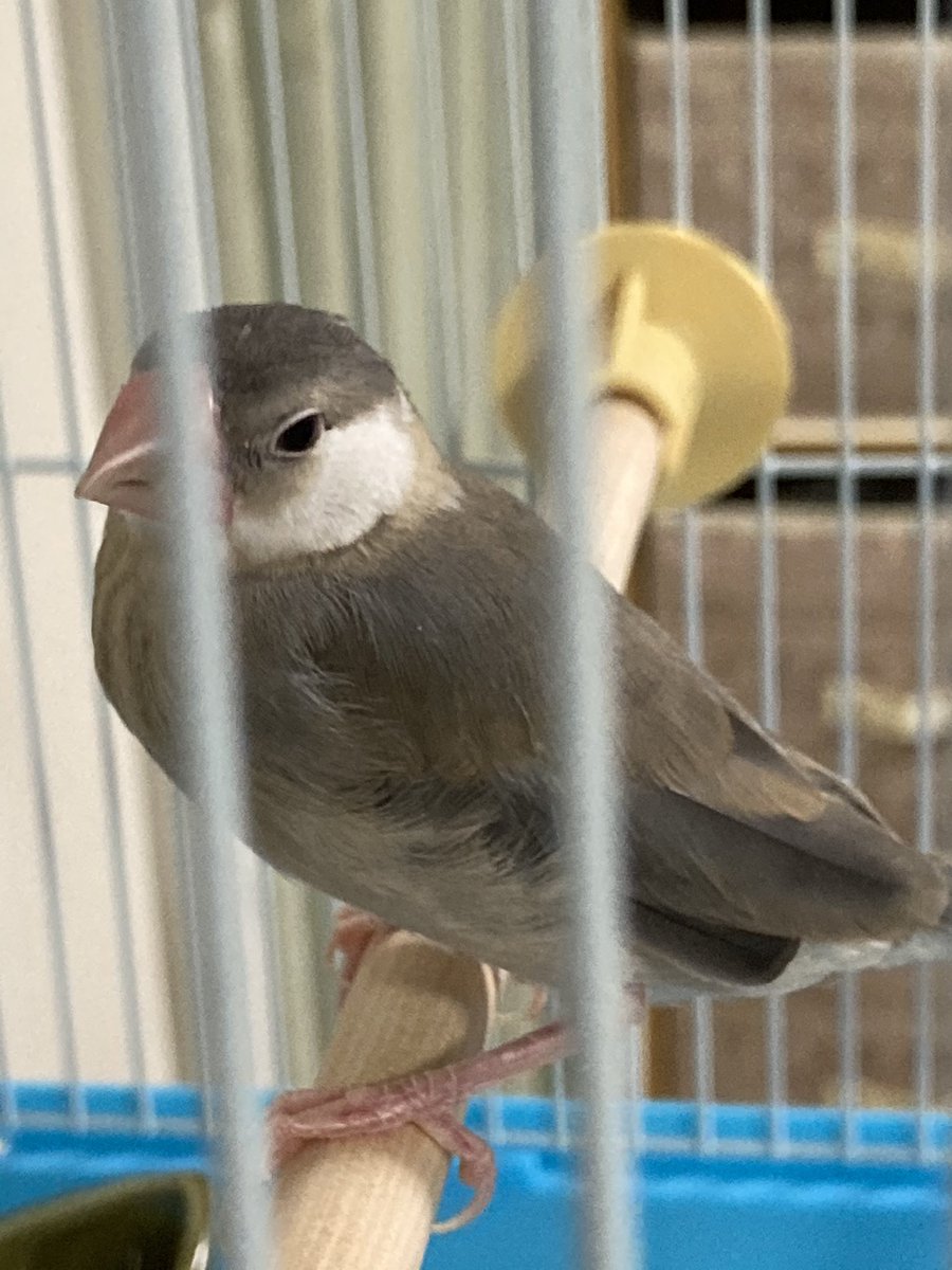 WD80940512's tweet photo. 桜文鳥飼った！
名前:むぎ 性別:不明(成長するにつれて分かります) 生後2ヶ月 https://t.co/jvTf8rvS99