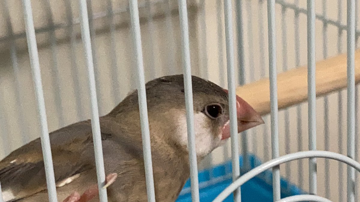 WD80940512's tweet photo. 桜文鳥飼った！
名前:むぎ 性別:不明(成長するにつれて分かります) 生後2ヶ月 https://t.co/jvTf8rvS99