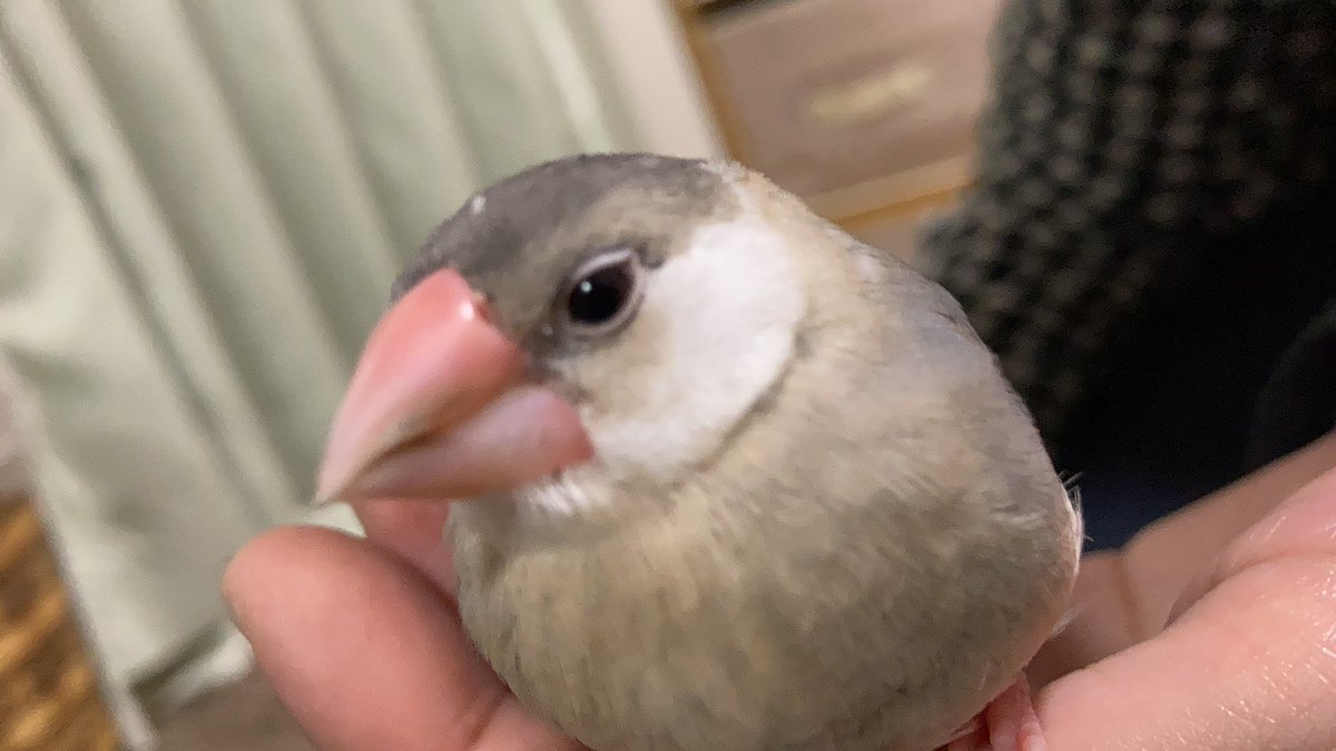 WD80940512's tweet photo. 桜文鳥飼った！
名前:むぎ 性別:不明(成長するにつれて分かります) 生後2ヶ月 https://t.co/jvTf8rvS99