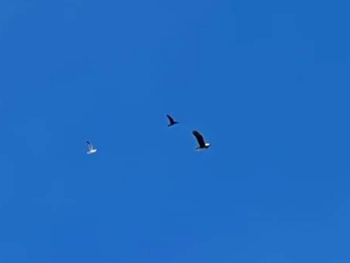 cjenmm's tweet photo. For first time in my life have I seen a Bald Eagle in #SanFrancisco.
Here it is flying with friends over Parkside in @sfgov. Hope the City and County of San Francisco @NatlParkService @GoldenGateNPS know this is happening.
Should have #BaldEagleSF Campaign. #smm @D4GordonMar https://t.co/NoZ3KX972q