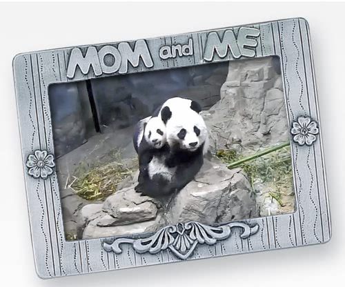 PookieDigi4Ever's tweet image. 💕💗💕🐼 @DCPandaCub4 @MommyMei98 @tiantianpanda97 #pandastory 
(📷 credit: @NationalZoo #pandacam)