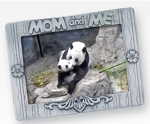 PookieDigi4Ever's tweet image. 💕💗💕🐼 @DCPandaCub4 @MommyMei98 @tiantianpanda97 #pandastory 
(📷 credit: @NationalZoo #pandacam)