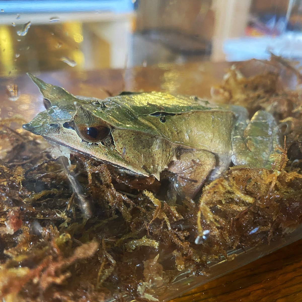 Zion 熊本 Reptiles Shop Cafe Bar 新着入荷情報 ミツヅノコノハガエル 前回すぐいなくなりました コノハガエルさん 5匹着てます 良いサイズです ご検討の方はお早めにお願いします Zion 熊本 Reptiles Shop Cafe Bar 新着入荷情報 ミツヅノコノハガエル 前回すぐいなくなりました コノハガエルさん 5匹着てます 良いサイズです ご検討の方はお早めにお願いします