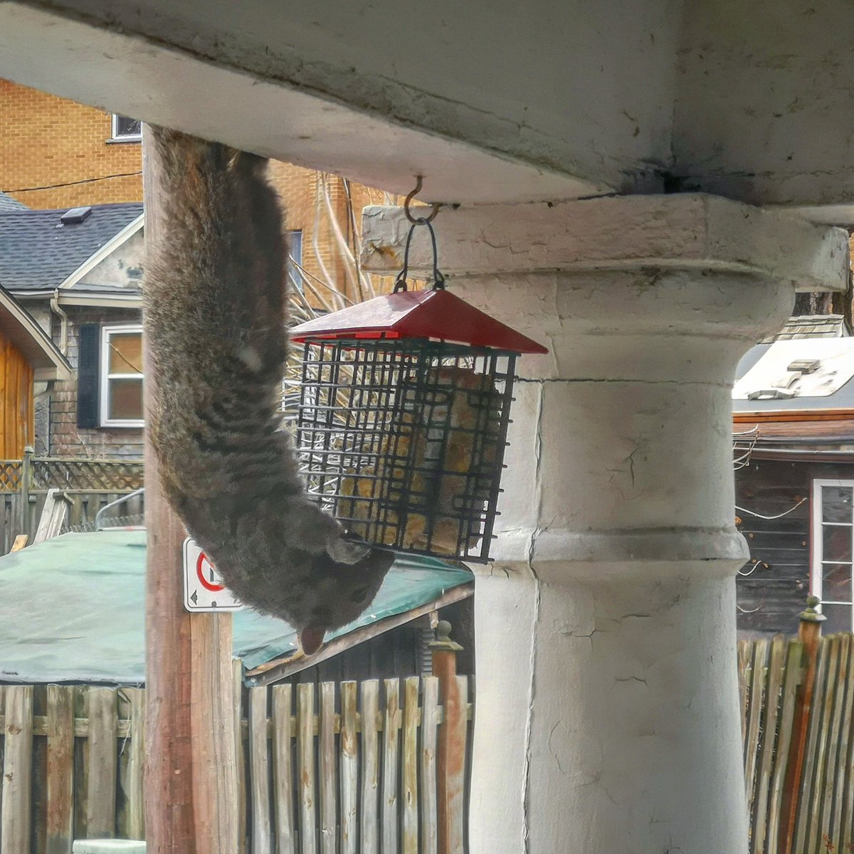 TWIT_ANTHONY's tweet photo. Me: There is no way that they will ever be able to get up there.
Mother: They is up there.
#BatSquirrel 🐿️ https://t.co/DUcD53Szww