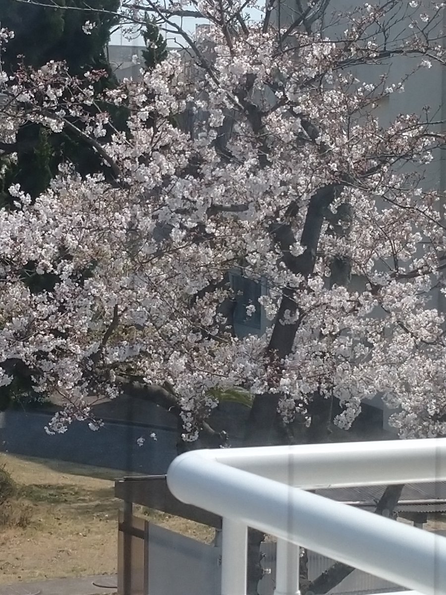 windhouse's tweet photo. 今年はベランダ越しでお花見🌸です。洗濯物を畳みながら窓越しの桜を見ています。一日でも長く咲いていて欲しいと願ってしまいます。 https://t.co/kyUKCN1XEm