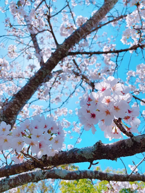 桜満開だった〜? 