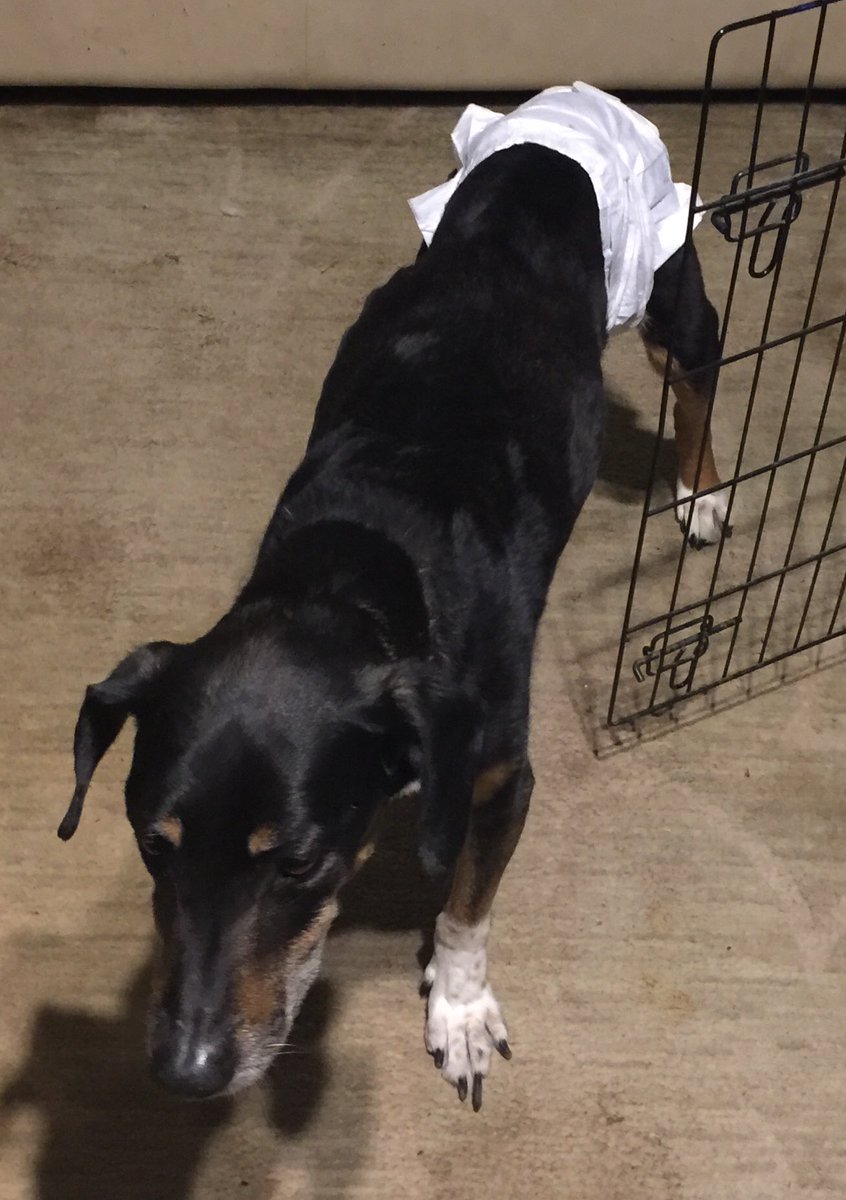 ks_jhawk's tweet photo. I love this dog. He hates wearing diapers, but until he can control his urine and bowels, he has to wear them. It’s better than leaving him outside all the time. #SeniorDog #DiabetesInDogs https://t.co/URjCeNU3nD